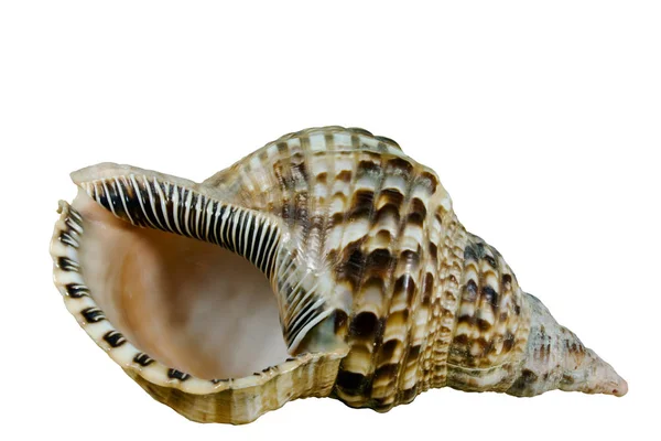 Conch Shell Isolated White Background Clipping Path Original Size — Stock Photo, Image