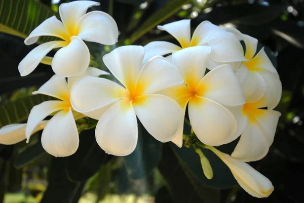 花花瓣 夏天植物 — 图库照片