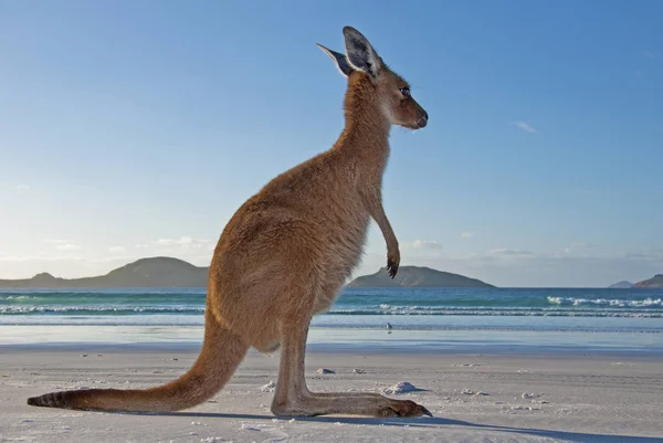 Jonge Kangoeroe Het Witte Strand — Stockfoto