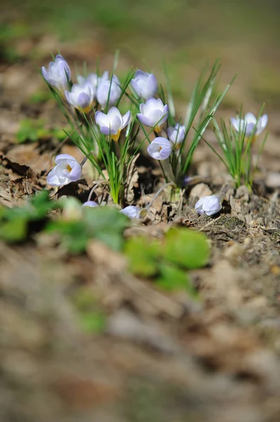 クロッカスの花春の植物 — ストック写真