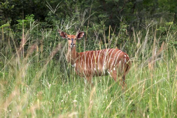 Szenische Ansicht Von Fauna Und Flora Der Savanne — Stockfoto