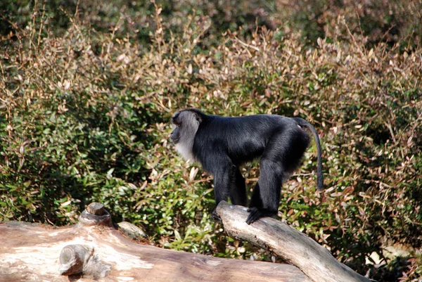 wanderu or lion-tailed macaque