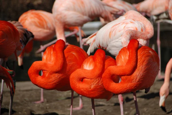 Vista Panorâmica Flamingos Majestosos Natureza — Fotografia de Stock