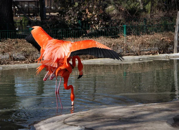 Paarung Von Kuba Flamingos — Stockfoto