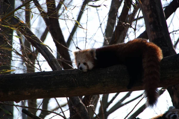 Petit Ours Panda Rouge — Photo