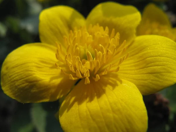 Bellissimi Fiori Sfondo Concetto Floreale — Foto Stock