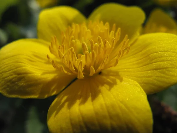 Vista Cerca Hermosas Flores Flor — Foto de Stock