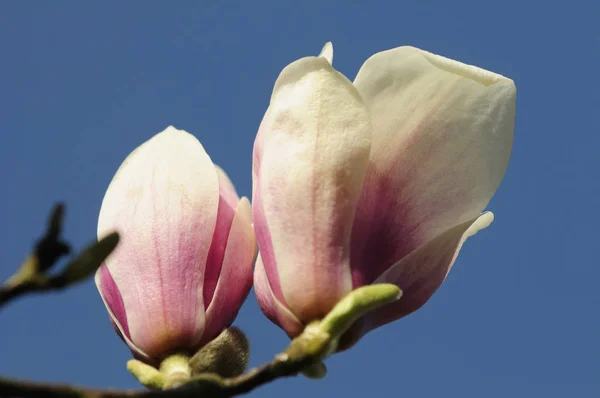 Kwiaty Magnolii Drzewie Wiosenna Flora — Zdjęcie stockowe