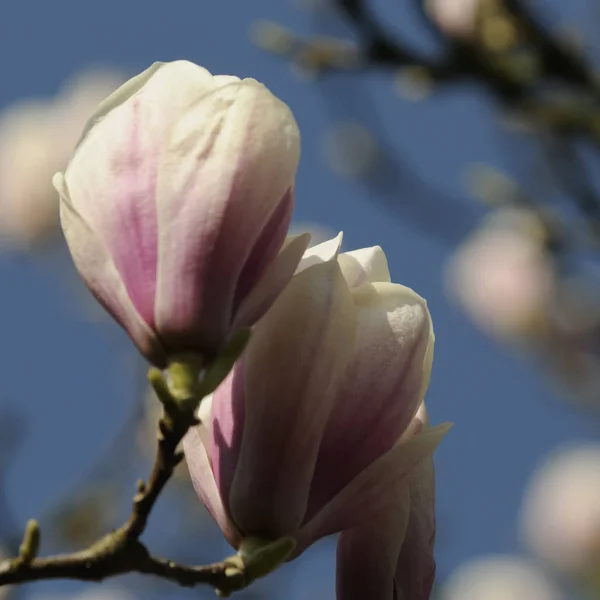 Magnolia Fleurs Sur Arbre Flore Printanière — Photo