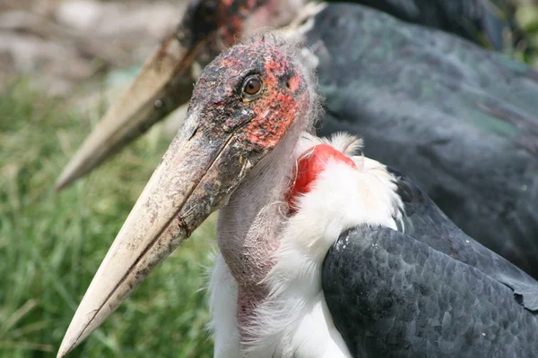 Vista Panorámica Las Aves Marabou —  Fotos de Stock