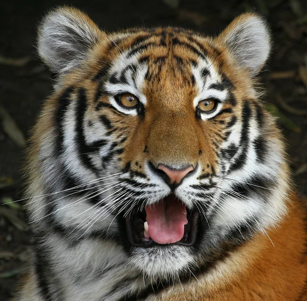 Dierenwelzijn Dierentuin — Stockfoto