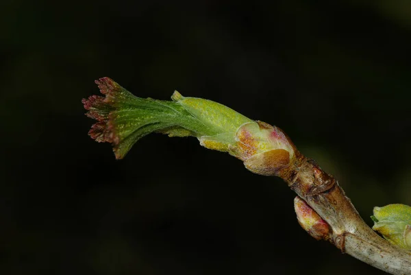 Hojas Verdes Sobre Fondo Negro —  Fotos de Stock