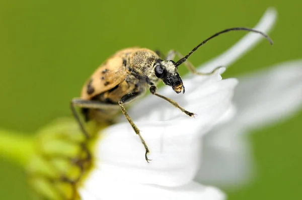 Macro Longicorne Sur Marguerite — Photo