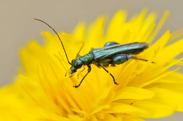 Oedemera Flavipes Erkek Böceği Sarı Çiçekle Besleniyor — Stok fotoğraf