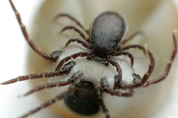 Vista Cerca Los Insectos Naturaleza — Foto de Stock