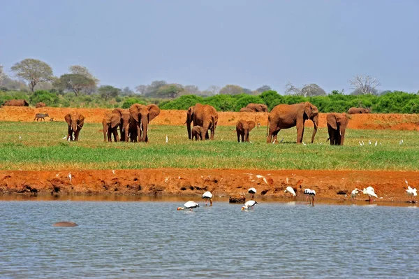 Слоны Стадо Воде — стоковое фото