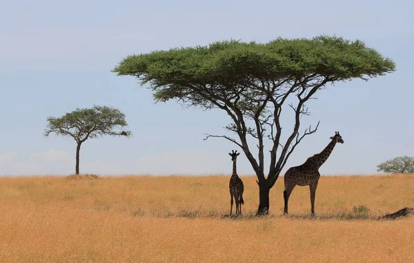 Girafa Marrom Alta Animal Flora Fauna Natureza — Fotografia de Stock