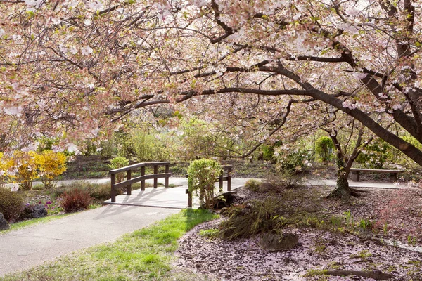 공원에 있는내 봄철의 벚나무 — 스톡 사진