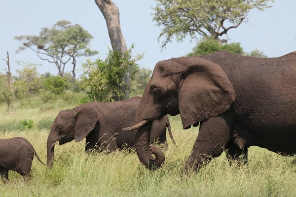 Słoń Afrykański Ssak Duży — Zdjęcie stockowe