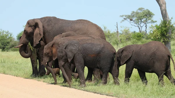 Afrikanisches Elefantentier Großes Säugetier — Stockfoto