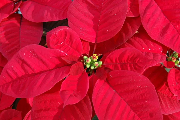 Zamknięcie Czerwonej Rośliny Poinsettii — Zdjęcie stockowe