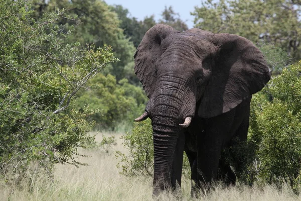 Animal Elefante Africano Mamífero Grande — Fotografia de Stock