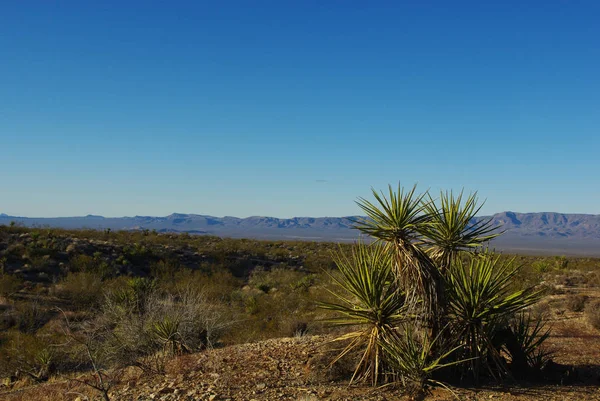 Yucca Hoge Woestijn Met Bergketen Onder Blauwe Hemel Nevada — Stockfoto