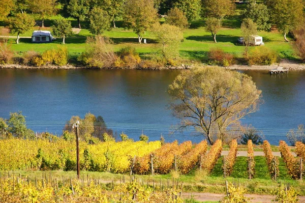 Autumn Vineyards Reil Moselle — Stockfoto