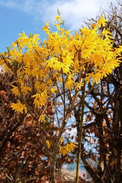 Желтые Листья Дереве — стоковое фото