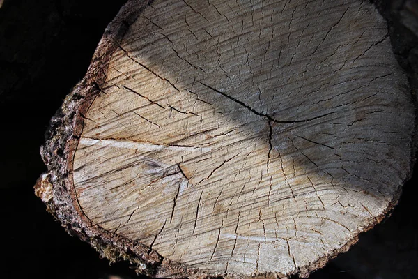 Ξύλινο Κούτσουρο Ένα Δέντρο — Φωτογραφία Αρχείου