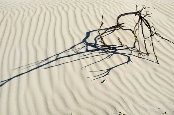 Sanddünen Nambung Nationalpark Westaustralien — Stockfoto