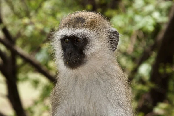 Macaco Animal Primata Vida Selvagem — Fotografia de Stock