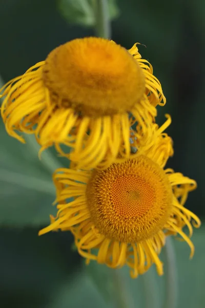 Sommerflora Blüten Und Botanikkonzept — Stockfoto