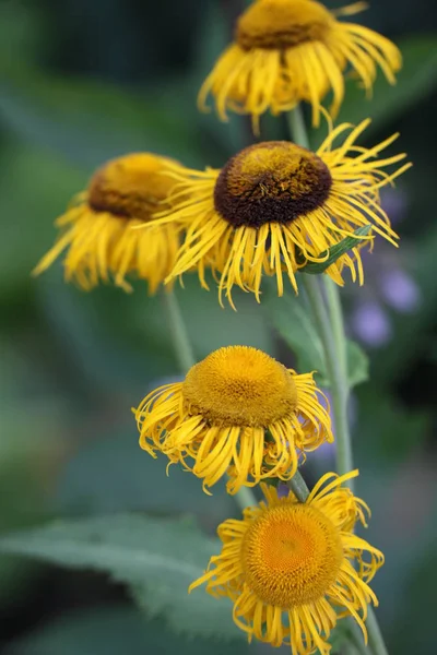 Flora Estiva Fiore Botanica Concetto — Foto Stock