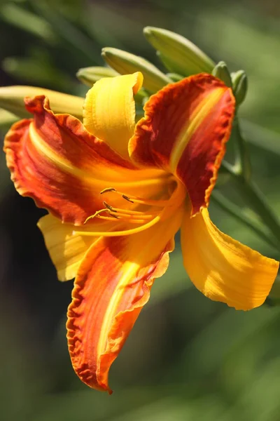 Hemerocallis Fulva Gelbrote Daylily — Stock Photo, Image