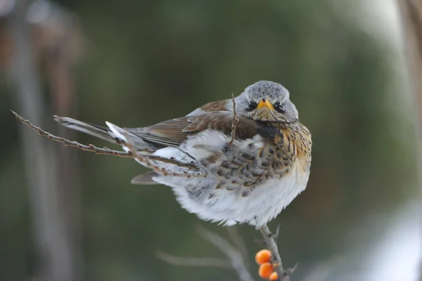 Vue Panoramique Bel Oiseau Nature — Photo