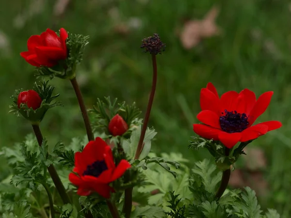 Close View Beautiful Wild Poppy Flowers — Stock Photo, Image