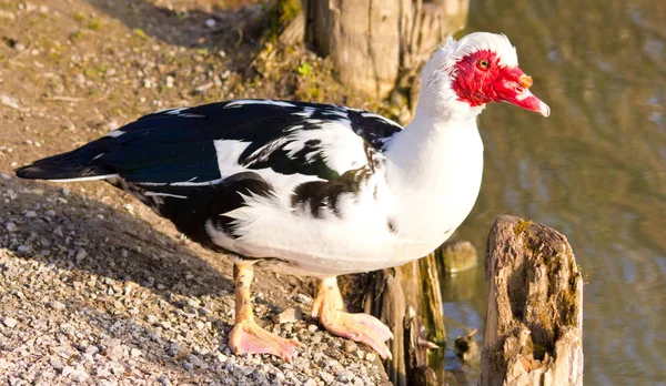 Červená Kachna Jezeře — Stock fotografie