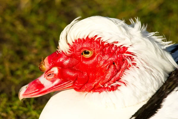 Rote Ente Auf Dem See — Stockfoto
