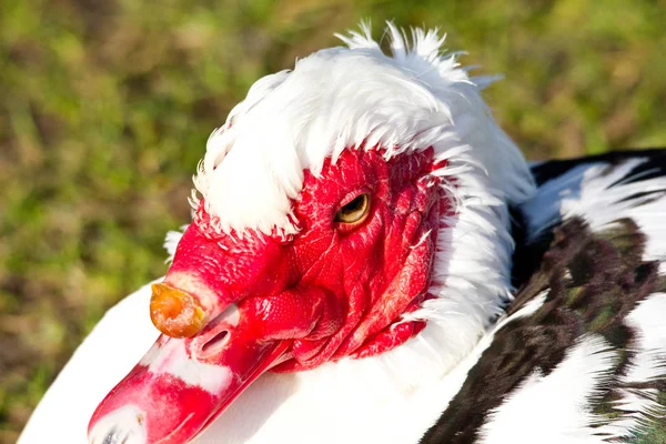 Pato Cabeza Roja Lago —  Fotos de Stock