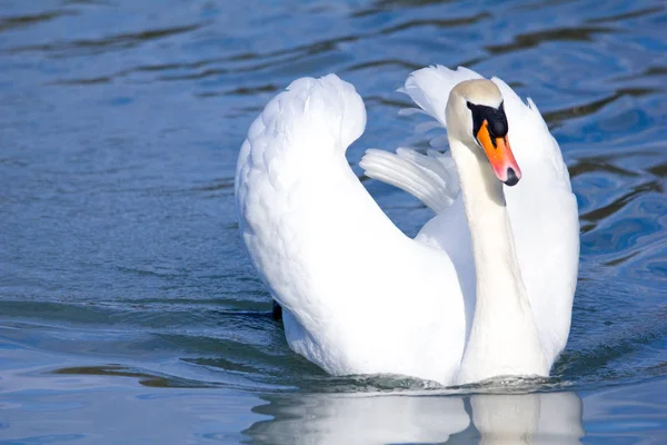 Cigno Lago — Foto Stock