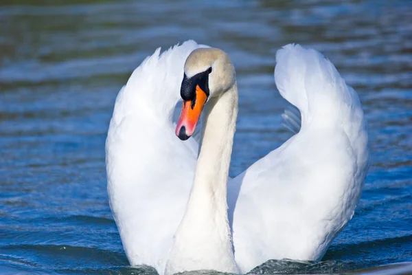 Vista Panorámica Del Majestuoso Cisne Naturaleza — Foto de Stock