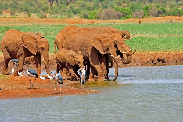 Branco Elefanti Sud Africa — Foto Stock
