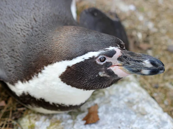 Humboldt Pinguïn Naar Dierentuin Sababurg — Stockfoto