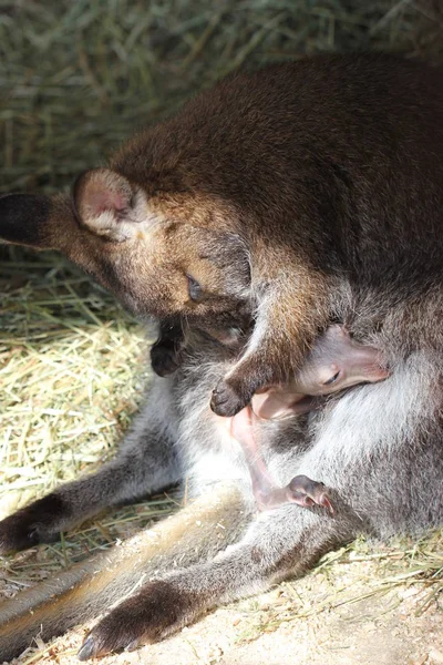 Bennett Kangarum Noix Brosse Son Bébé Dans Sac — Photo
