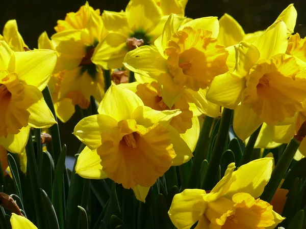 Bela Flor Primavera Narciso Narciso Daffodil — Fotografia de Stock