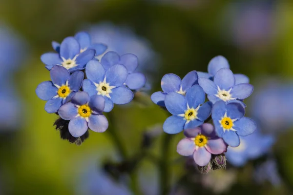 Close Tiny Forget Plant — Stock Photo, Image