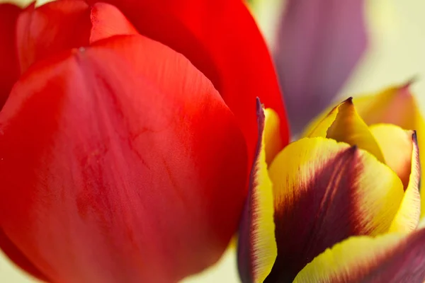 Nahaufnahme Einer Tulpenausstellung — Stockfoto