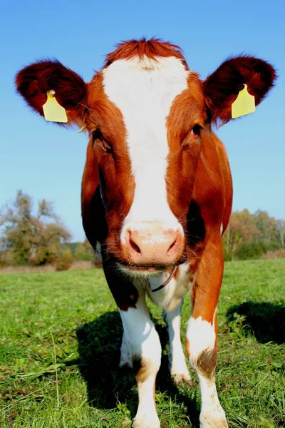 Renkli Holstein Ineği Bos Ünlüler Dehası — Stok fotoğraf