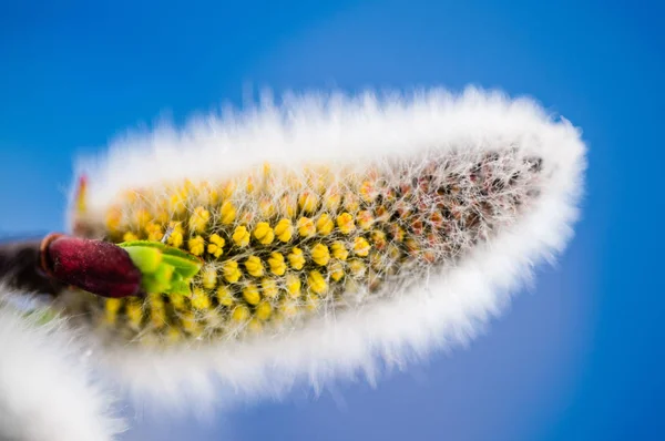 Pussy Willow Spring Catkin — Fotografia de Stock